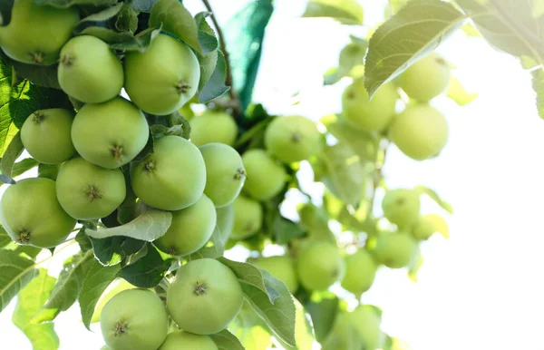 Gałąź Jabłoni Zielonymi Owocami Zewnątrz — Zdjęcie stockowe