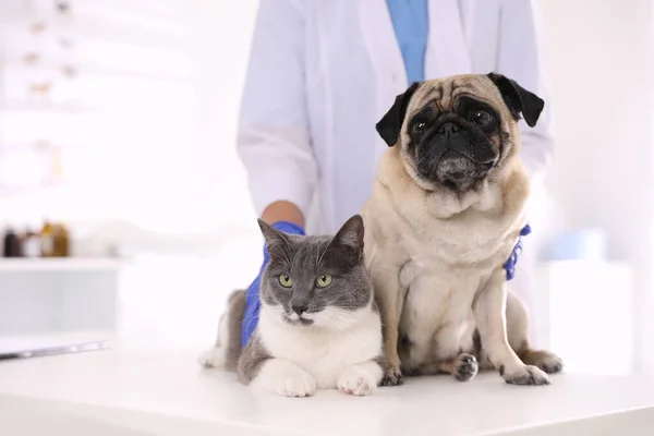 Βετεράνος Εξετάζει Χαριτωμένο Σκυλάκι Και Γάτα Στην Κλινική Κοντινό Πλάνο — Φωτογραφία Αρχείου