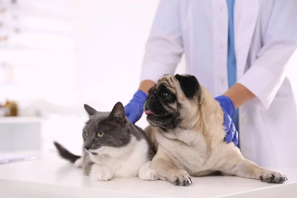 Veterinarian Examining Cute Pug Dog Cat Clinic Closeup Vaccination Day — Stock Photo, Image