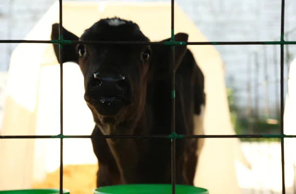 Bonito Bezerro Perto Vedação Fazenda Close Criação Animais — Fotografia de Stock