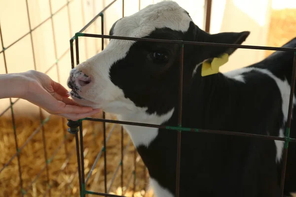 Simogatja Kis Borjút Farmon Közelről Állattenyésztés — Stock Fotó