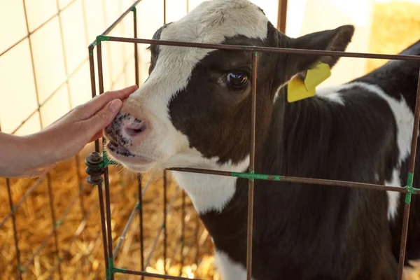 Frau Streichelt Kälbchen Auf Bauernhof Nahaufnahme Tierhaltung — Stockfoto