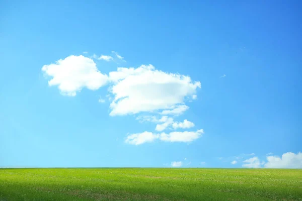Красивый Пейзаж Зеленой Травой Солнечный День — стоковое фото