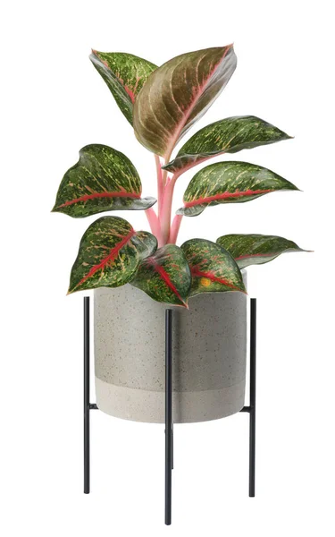 Bella Pianta Aglaonema Vaso Isolato Bianco Arredamento Della Casa — Foto Stock