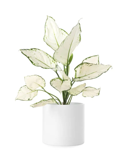 Prachtige Aglaonema Plant Bloempot Geïsoleerd Wit Huisinrichting — Stockfoto