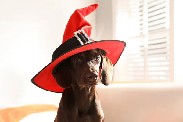 Uroczy Niemiecki Pies Krótkometrażowy Kapeluszu Czarownicy Pomieszczeniach Halloween Kostium Dla — Zdjęcie stockowe