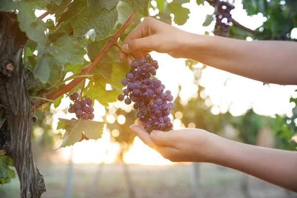 Donna Vendemmia Vigna Tramonto Primo Piano — Foto Stock