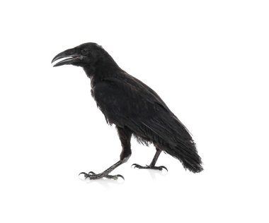 Beyaz arkaplanda güzel siyah kuzgun