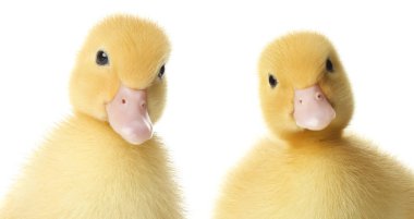 Two cute fluffy ducklings on white background. Farm animals clipart