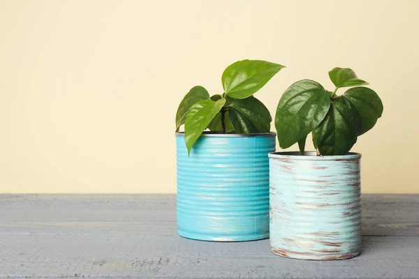 Beautiful Hibiscus Plants Tin Cans Grey Wooden Table Space Text — Stock Photo, Image