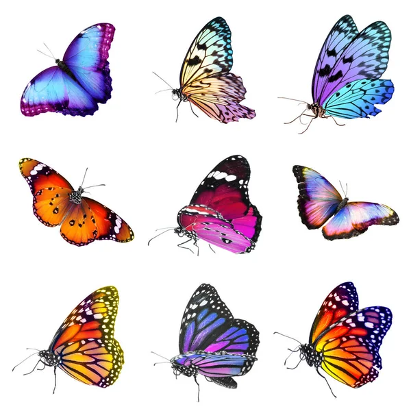 白に隔離された驚くべき鮮やかな蝶のコレクション — ストック写真
