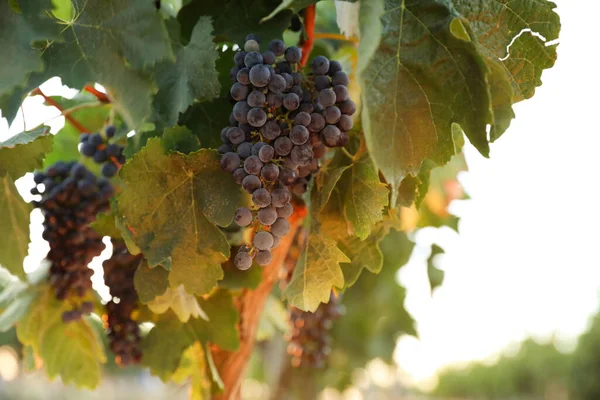 Ramo Uvas Jugosas Maduras Rama Viñedo — Foto de Stock