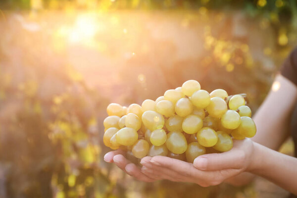 Woman with bunch of grapes in vineyard, closeup