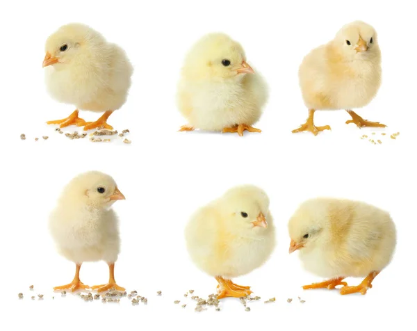 Collage Cute Fluffy Chickens White Background Farm Animals — Stock Photo, Image