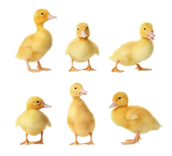 Collage Con Lindos Patitos Esponjosos Sobre Fondo Blanco Animales Granja —  Fotos de Stock