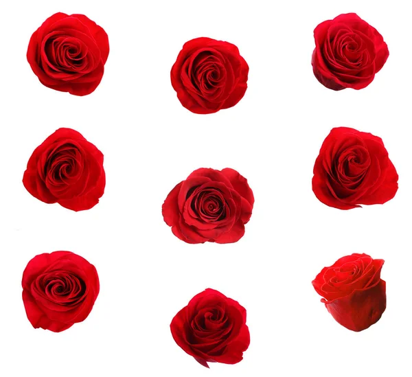 Set Van Mooie Rode Rozen Witte Achtergrond — Stockfoto