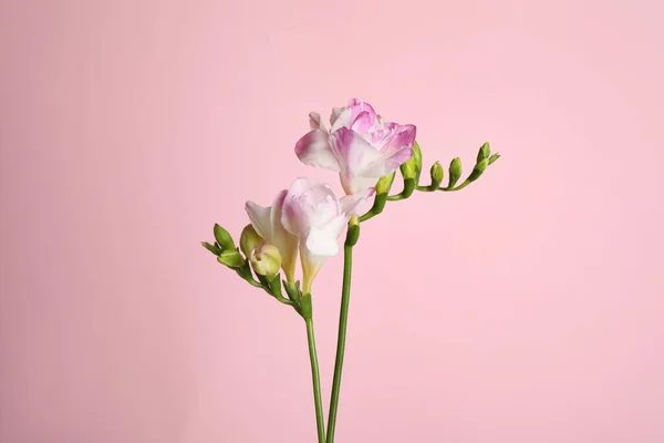 Красивые Нежные Цветы Фрезии Розовом Фоне — стоковое фото