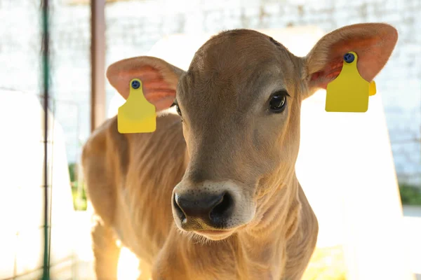农场里可爱的小牛犊 畜牧业 — 图库照片