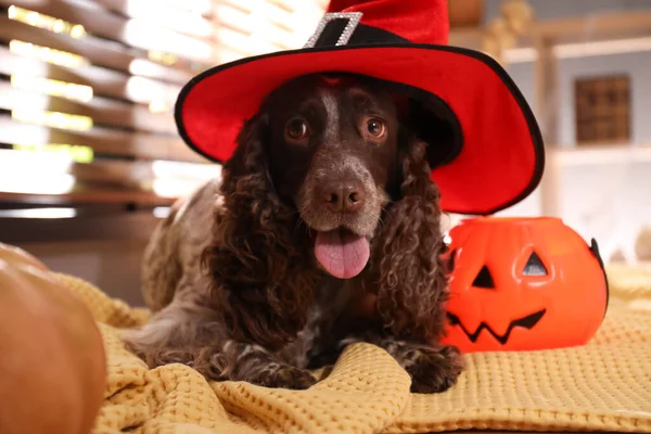 Uroczy Angielski Cocker Spaniel Kapeluszu Czarownicy Halloween Trick Lub Leczyć — Zdjęcie stockowe