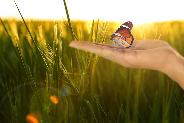 在阳光普照的田野里抱着美丽的白虎蝴蝶的女人 — 图库照片