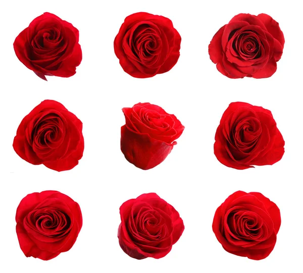 Conjunto Hermosas Rosas Rojas Sobre Fondo Blanco — Foto de Stock