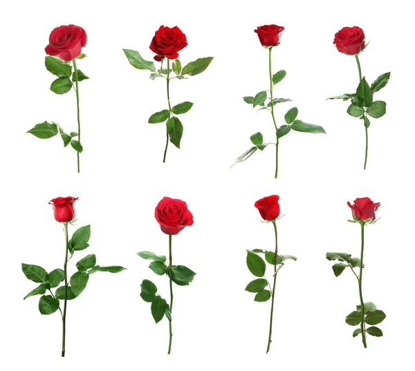 Set Bellissime Rose Rosse Sfondo Bianco — Foto Stock