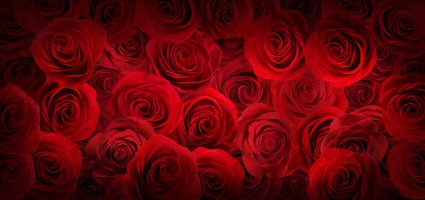 Beaucoup Belles Roses Blanches Comme Arrière Plan Vue Dessus Conception — Photo