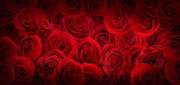 Viele Schöne Weiße Rosen Als Hintergrund Draufsicht Bannerdesign — Stockfoto