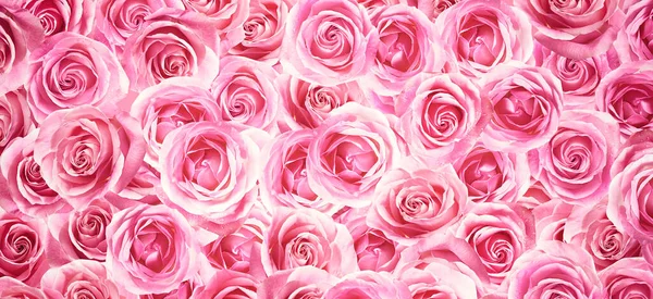 Wiele Pięknych Różowych Róż Jako Tło Widok Góry Projekt Banera — Zdjęcie stockowe