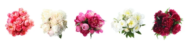 Conjunto Belas Peônias Fundo Branco Bouquets Brilhantes — Fotografia de Stock