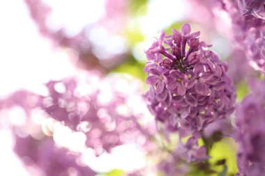 Güzel çiçek açan leylak çalıların yakın görüntüsü.
