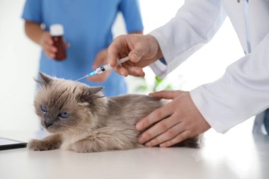 Klinikte kedi aşısı yapan profesyonel veterinerler, yakın plan.