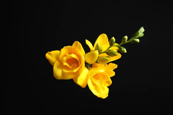 Vacker Gul Freesia Blommor Svart Bakgrund — Stockfoto
