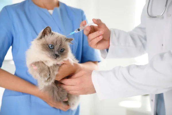 수의사들이 병원에서 고양이에게 접종을 봉합을 — 스톡 사진