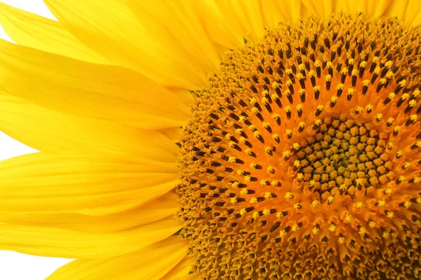 Όμορφο Φωτεινό Κίτρινο Ηλιοτρόπιο Φόντο Closeup — Φωτογραφία Αρχείου