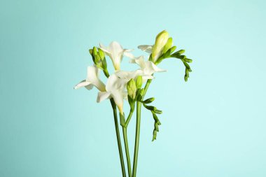 Açık mavi arkaplanda güzel frezya çiçekleri