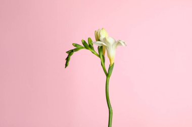 Açık pembe arka planda güzel frezya çiçekleri