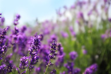 Güzel açan lavanta tarlası yaz günü, yakın plan.