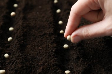 Bezelyeleri verimli topraklara eken kadın, yakın plan. Sebze tohumları