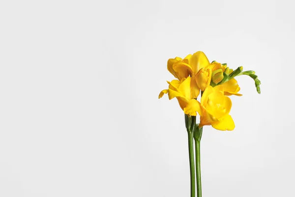 Vacker Blommande Gul Freesia Ljus Bakgrund Plats För Text — Stockfoto