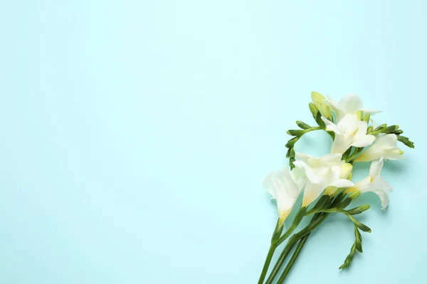 Açık Mavi Arka Planda Güzel Frezya Çiçekleri Düz Yatıyordu Metin — Stok fotoğraf