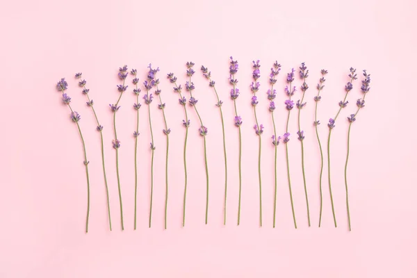 Schöne Lavendelblüten Auf Rosa Hintergrund Flache Lage — Stockfoto