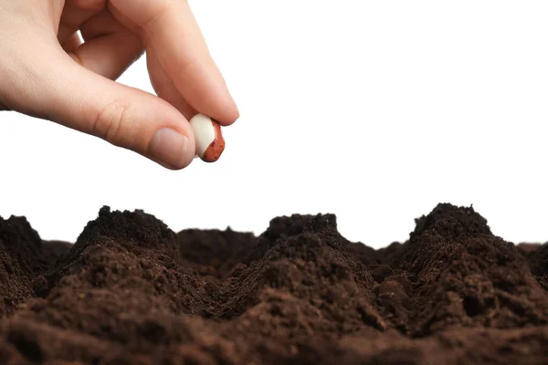 Vrouw Zetten Boon Vruchtbare Grond Tegen Een Witte Achtergrond Close — Stockfoto