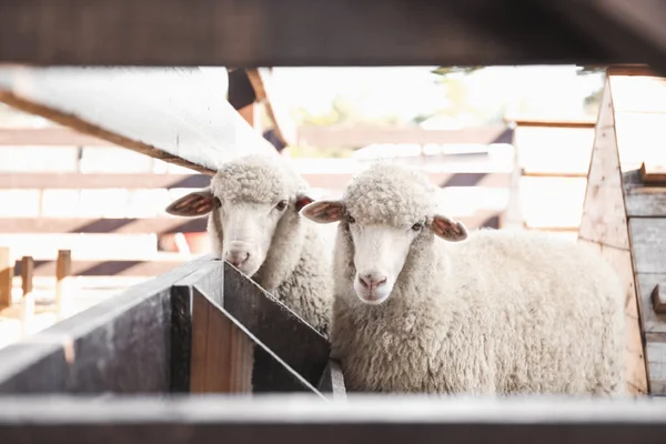 Милі Веселі Вівці Біля Паркану Фермі Тваринництво — стокове фото