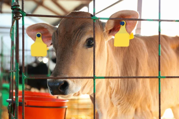 Hübsches Kalb Hinter Zaun Auf Bauernhof Nahaufnahme Tierhaltung — Stockfoto
