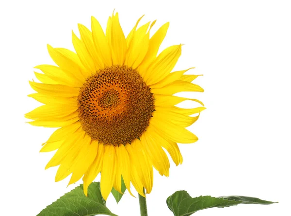 Beautiful Bright Blooming Sunflower Isolated White — Stock Photo, Image