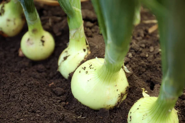 Cipolle Verdi Che Crescono Campo Primo Piano Stagione Del Raccolto — Foto Stock