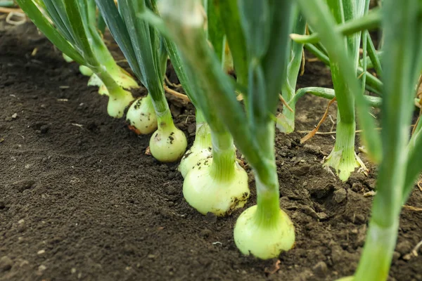 Cebollas Verdes Creciendo Campo Primer Plano Temporada Cosecha —  Fotos de Stock