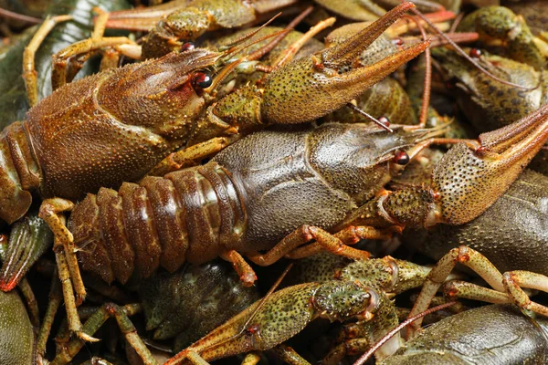 新鮮な生のザリガニを背景に クローズアップ 健康的な魚介類 — ストック写真