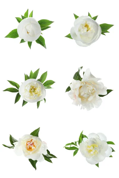 Набір Красивих Квітів Півонії Білому Тлі — стокове фото